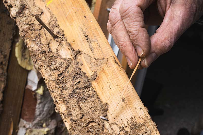 WDO/Termite Inspection